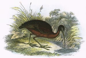 Ibis lucido