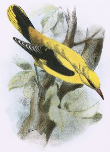 Rigogolo