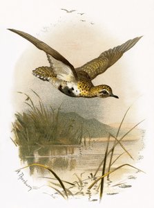 Piviere dorato