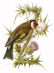Cardellino
