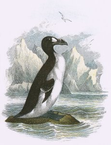 Grande Auk