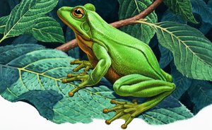 Grande rana verde
