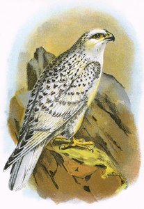 Falco della Groenlandia