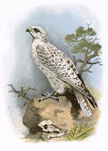 Falco gyr