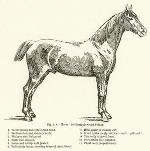 Cavallo, per illustrare i buoni punti