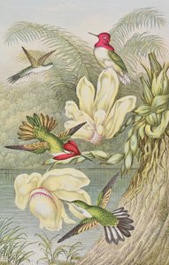 Colibrì tra fiori tropicali