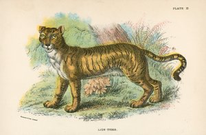 Leone-Tigre