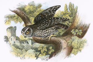 Civetta