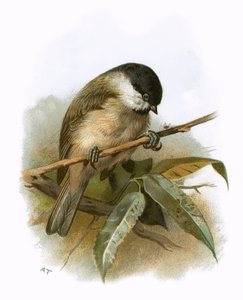 Cincia bigia