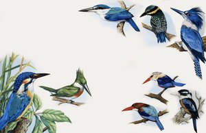 Il regno della natura: un lampo di colore