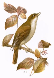 Usignolo