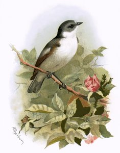 Balia nera