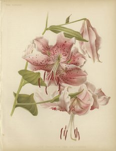 Giglio rosa