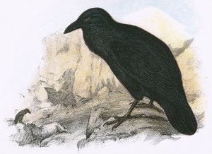 Corvo