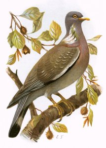 Colomba selvatica