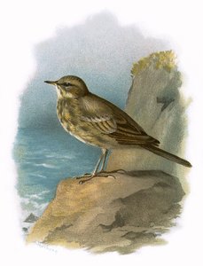Pipit roccioso