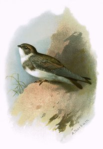 Rondine di mare