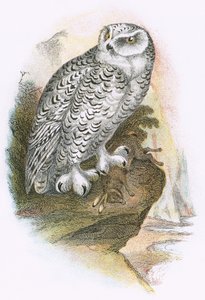 Gufo delle nevi