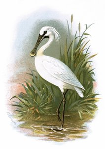 Spatola