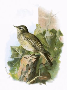 Balia dal collare
