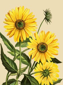 Girasole