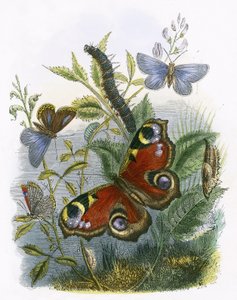 Il vivarium delle farfalle