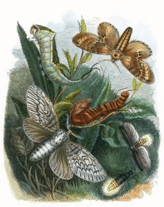 Il vivarium delle farfalle