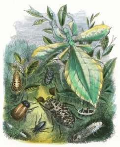 Il Vivarium delle Farfalle