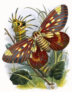 Il vivarium delle farfalle