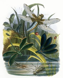 Il vivarium delle farfalle