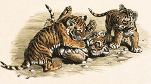Cuccioli di tigre