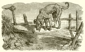 Il Cane e la sua Ombra