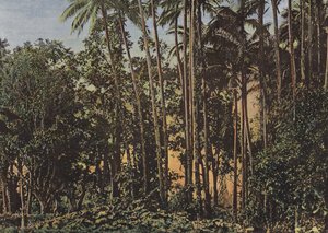 Foresta di cocotiers