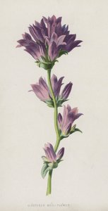Campanula Raggruppata