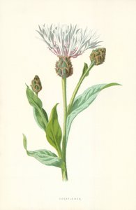 Fiordaliso