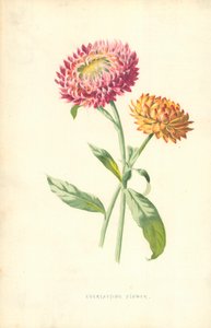 Fiore eterno