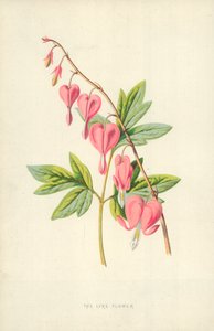 Il fiore della lira