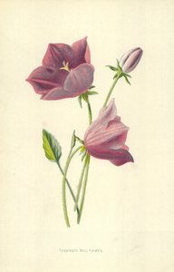 Campanula turbinata