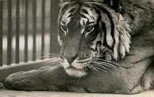 Tigre Sam allo Zoo di Londra, 1925