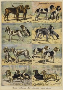 Cani da caccia