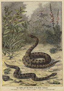 Serpenti e piante velenose