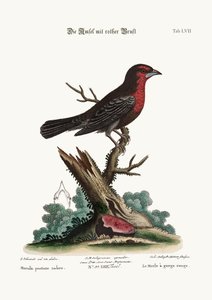 Il merlo dal petto rosso, 1749-73