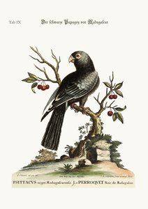Il pappagallo nero del Madagascar, 1749-73