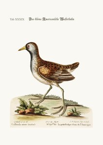 La piccola Gallinella d