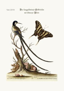 Il colibrì dalla lunga coda e dal cappuccio nero, 1749-73