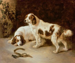 Spaniel della Bretagna