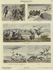 Migrazione degli animali