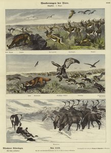 Migrazioni degli animali
