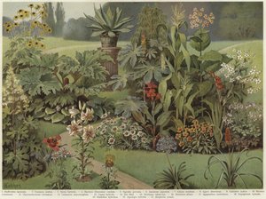 Piante ornamentali