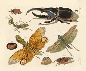 Strani insetti
